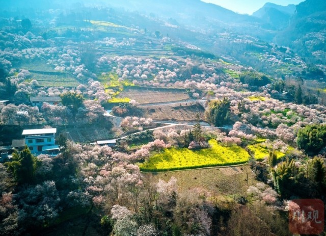 （转载）绵阳平武：山村田园春色浓 百年古梅花正旺