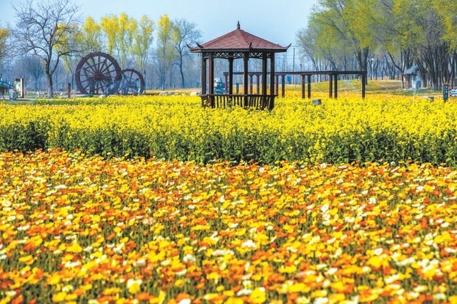 春花盛开芳菲满园 北京丰台花海国潮邀市民“微度假”