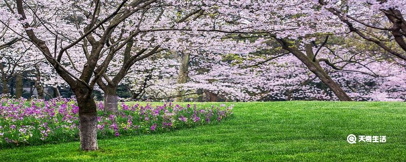 阳泉市春季赏花去哪里