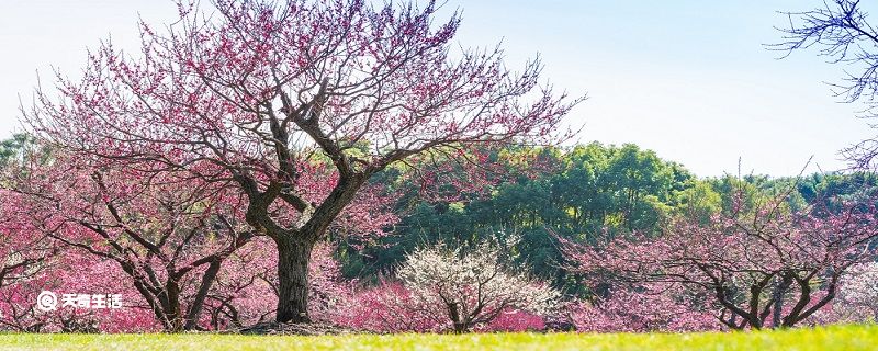 佛山市春季赏花去哪里