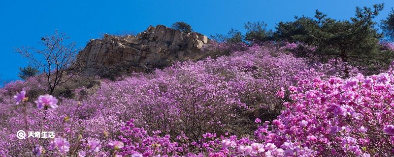 白城市春季赏花去哪里