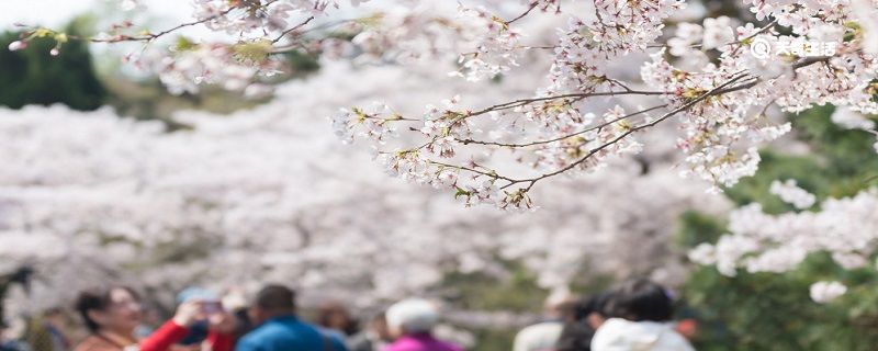 亳州市春季赏花去哪里