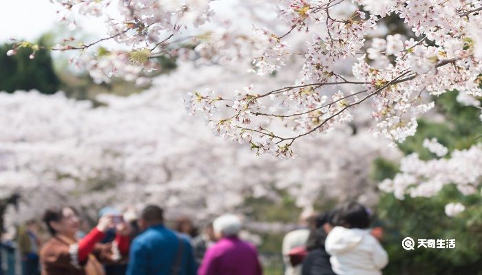 漳州市春季赏花去哪里